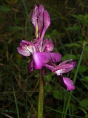 Anacamptis x caccabaria Verguin