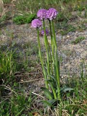 Neotinea tridentata (Scop.) R.M. Bateman Pridgeon & M.W. Chase