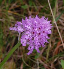 Neotinea tridentata (Scop.) R.M. Bateman Pridgeon & M.W. Chase