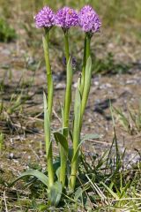 Neotinea tridentata (Scop.) R.M. Bateman Pridgeon & M.W. Chase