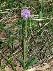 Neotinea tridentata (Scop.) R.M. Bateman Pridgeon & M.W. Chase