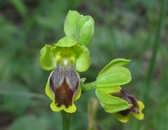 Ophrys subfusca subsp. archimedea (P. Delforge & M. Walravens) Kreutz