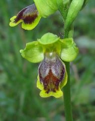 Ophrys subfusca subsp. archimedea (P. Delforge & M. Walravens) Kreutz