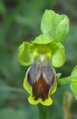 Ophrys subfusca subsp. archimedea (P. Delforge & M. Walravens) Kreutz