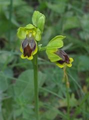 Ophrys subfusca subsp. archimedea (P. Delforge & M. Walravens) Kreutz