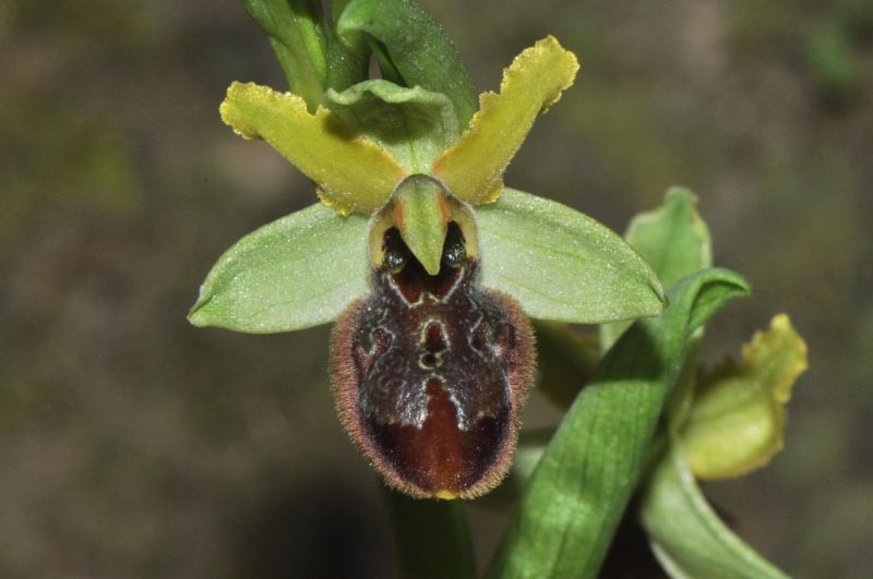 Ophrys sphegodes subsp.tarquinia (P. Delforge) Kreutz
