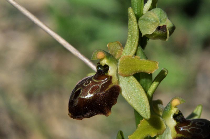Ophrys sphegodes subsp.tarquinia (P. Delforge) Kreutz