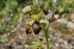 Ophrys sphegodes subsp.tarquinia (P. Delforge) Kreutz