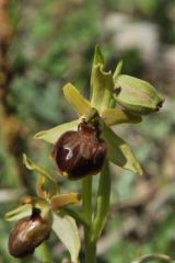 Ophrys sphegodes subsp.tarquinia (P. Delforge) Kreutz