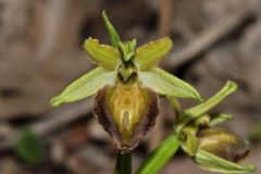 Ophrys sphegodes subsp.tarquinia (P. Delforge) Kreutz