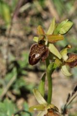 Ophrys sphegodes subsp.tarquinia (P. Delforge) Kreutz