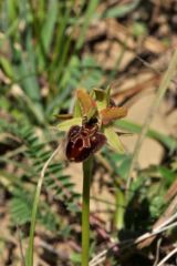 Ophrys sphegodes subsp.tarquinia (P. Delforge) Kreutz