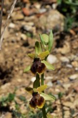 Ophrys sphegodes subsp.tarquinia (P. Delforge) Kreutz