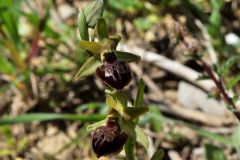 Ophrys sphegodes subsp.tarquinia (P. Delforge) Kreutz