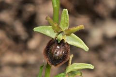 Ophrys sphegodes subsp.tarquinia (P. Delforge) Kreutz