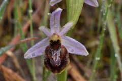 Ophrys splendida Gölz & H.R. Reinhard