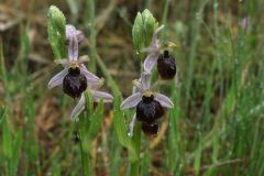 Ophrys splendida Gölz & H.R. Reinhard