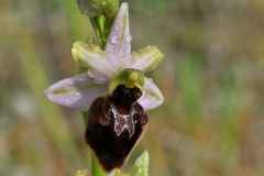 Ophrys splendida Gölz & H.R. Reinhard