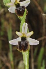Ophrys splendida Gölz & H.R. Reinhard
