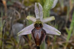 Ophrys splendida Gölz & H.R. Reinhard