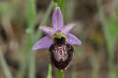 Ophrys splendida Gölz & H.R. Reinhard