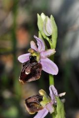 Ophrys splendida Gölz & H.R. Reinhard