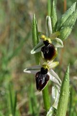 Ophrys splendida Gölz & H.R. Reinhard