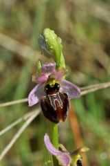 Ophrys splendida Gölz & H.R. Reinhard