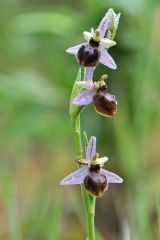 Ophrys splendida Gölz & H.R. Reinhard