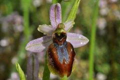 Ophrys splendida Gölz & H.R. Reinhard