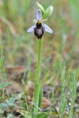 Ophrys splendida Gölz & H.R. Reinhard