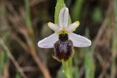 Ophrys splendida Gölz & H.R. Reinhard