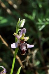 Ophrys splendida Gölz & H.R. Reinhard