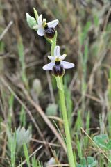 Ophrys splendida Gölz & H.R. Reinhard