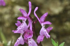 Orchis mascula subsp.olbiensis (Reut. ex Gren.) Asch. & Graebn.