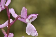 Orchis mascula subsp.olbiensis (Reut. ex Gren.) Asch. & Graebn.