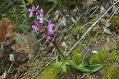 Orchis mascula subsp.olbiensis (Reut. ex Gren.) Asch. & Graebn.