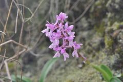 Orchis mascula subsp.olbiensis (Reut. ex Gren.) Asch. & Graebn.