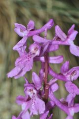 Orchis mascula subsp.olbiensis (Reut. ex Gren.) Asch. & Graebn.