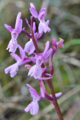 Orchis mascula subsp.olbiensis (Reut. ex Gren.) Asch. & Graebn.