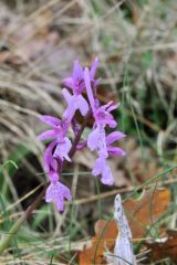 Orchis mascula subsp.olbiensis (Reut. ex Gren.) Asch. & Graebn.