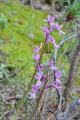 Orchis mascula subsp.olbiensis (Reut. ex Gren.) Asch. & Graebn.