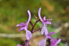 Orchis mascula subsp.olbiensis (Reut. ex Gren.) Asch. & Graebn.