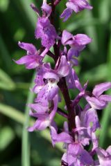 Orchis mascula subsp.speciosa (Mutel) Hegi