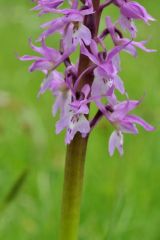 Orchis mascula subsp.speciosa (Mutel) Hegi