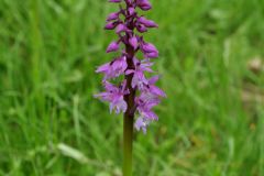 Orchis mascula subsp.speciosa (Mutel) Hegi