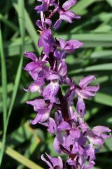 Orchis mascula subsp.speciosa (Mutel) Hegi