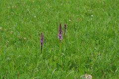 Orchis mascula subsp.speciosa (Mutel) Hegi