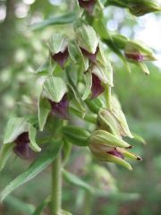 Epipactis thesaurensis Agrezzi, Ovatoli & Bongiorni