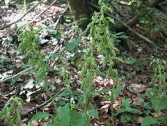 Epipactis thesaurensis Agrezzi, Ovatoli & Bongiorni